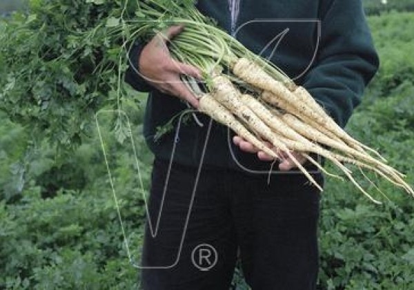 Petroselinum crispum Arat