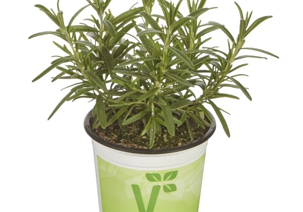 Rosmarinus officinalis  Britania Compact  (BIO)