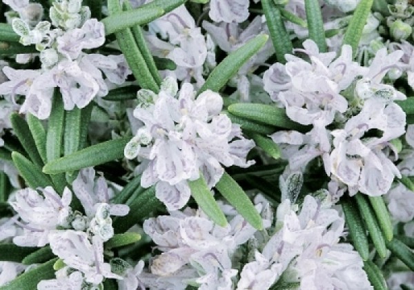 Rosmarinus officinalis Britania (BIO)