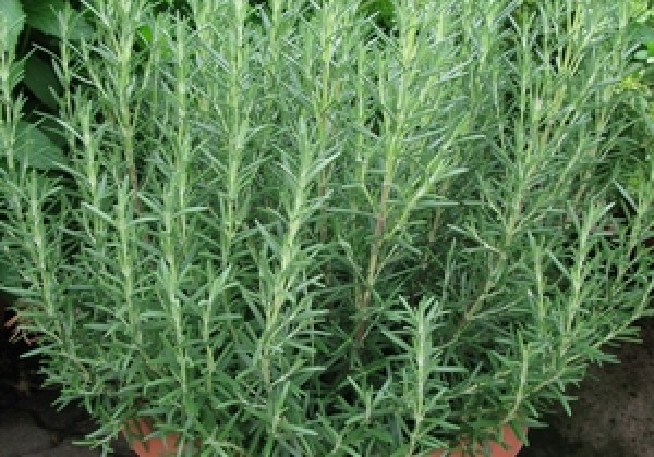 Rosmarinus officinalis Blue Winter (XXL) (BIO)