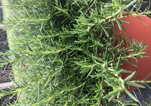 Rosmarinus officinalis Riviera Bush (BIO)