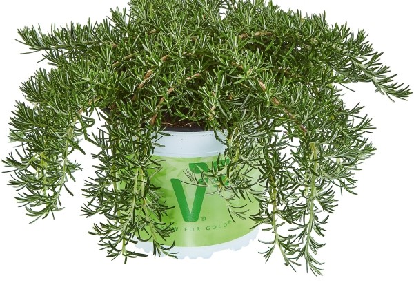 Rosmarinus officinalis Riviera compact (BIO)