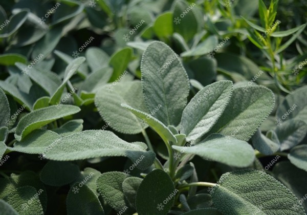 Salvia officinalis Culinaria (BIO)