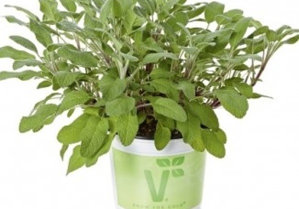 Salvia officinalis Fortado (BIO)