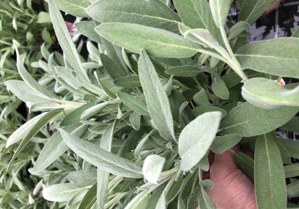 Salvia officinalis Mandala (BIO)