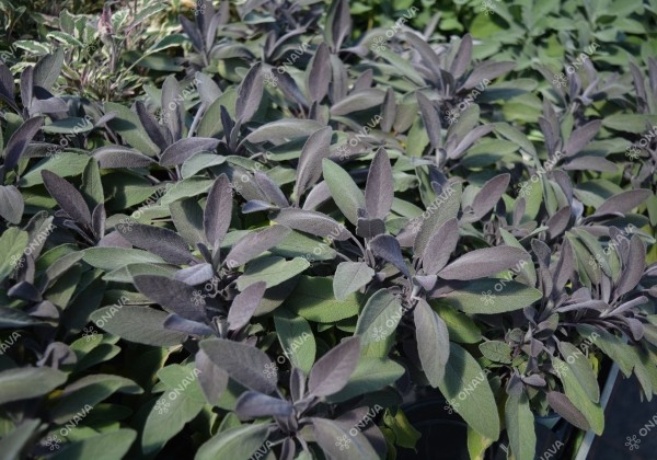 Salvia officinalis Purpurmantel (BIO)