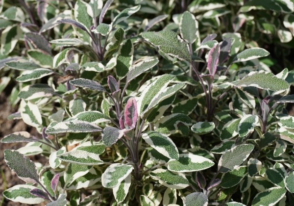 Salvia officinalis Hexenmantel (BIO)
