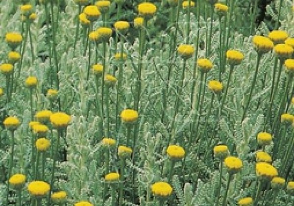 Santolina chamaecyparissus Yellow Buttons (BIO)