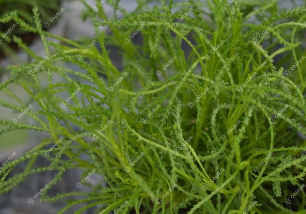 Santolina viridis Olivia (BIO)