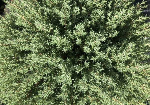 Thymus citriodorus variegata  Summerdreams Orange (BIO)