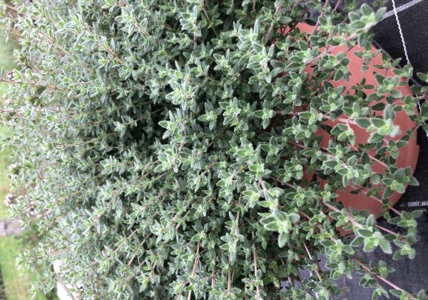 Thymus citriodorus variegata  Summerdreams Rose (BIO)