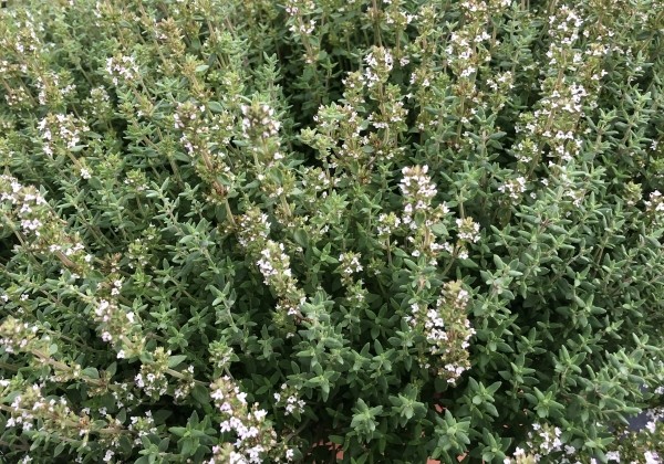 Thymus citriodorus variegata  Summerdreams Spicy (BIO)