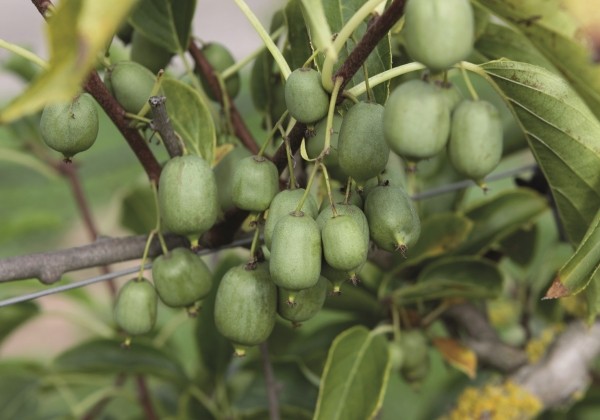 Actinidia arguta Nekita (BIO)