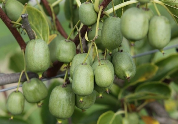 Actinidia arguta Nekita (BIO)