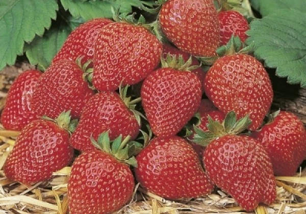 Fragaria ananassa Elan