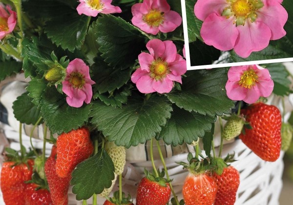 Fragaria ananassa Gasana