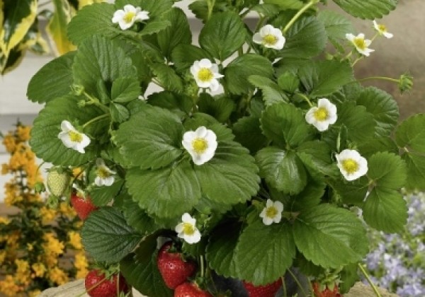Fragaria ananassa Ariba White (Loran)