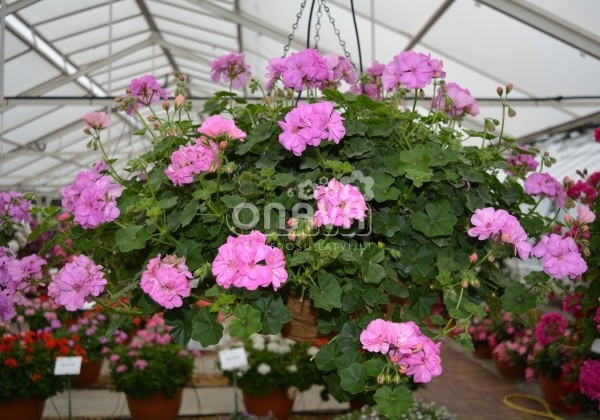 Pelargonium peltatum Rosy