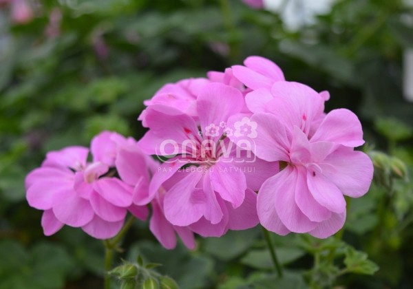 Pelargonium peltatum Rosy