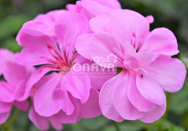Pelargonium peltatum Rosy