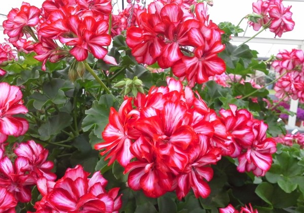 Pelargonium peltatum Mexica Ruby (12cm)