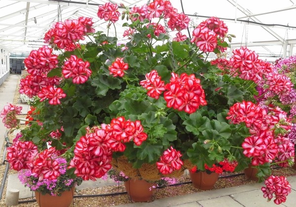 Pelargonium peltatum Mexica Ruby (12cm)