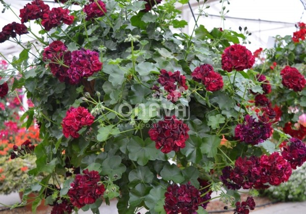 Pelargonium peltatum Tommy (12cm)