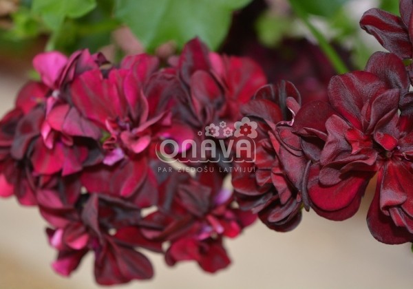 Pelargonium peltatum Tommy (12cm)
