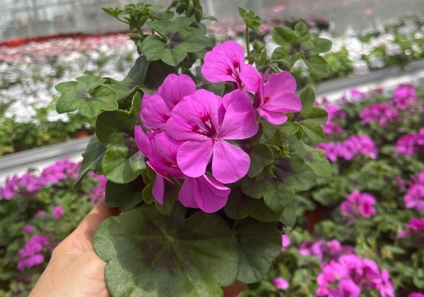 Pelargonium peltatum Happy Face Lilac 24 (XXL)