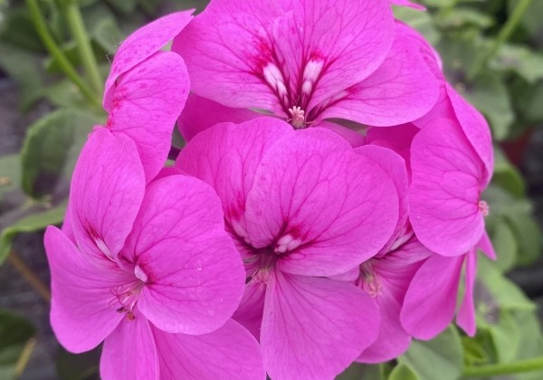 Pelargonium peltatum Happy Face Lilac 24 (XXL)