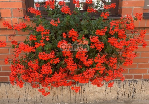 Pelargonium peltatum Ville de Paris Rot (XXL)