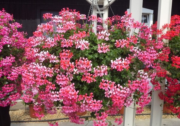 Pelargonium peltatum Ville de Paris Rose (12cm)