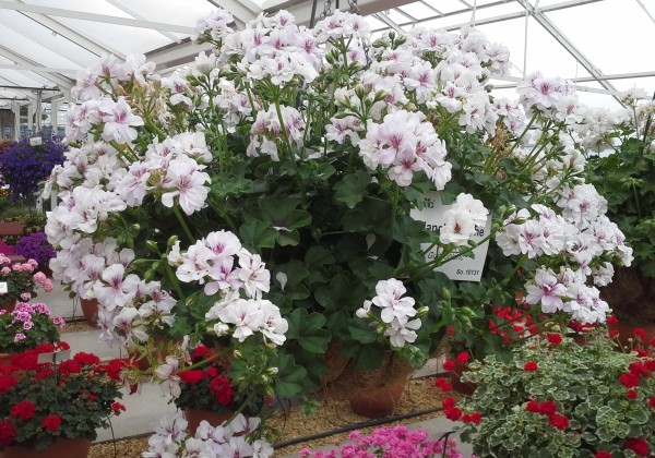 Pelargonium peltatum Blanche Roche (12cm)