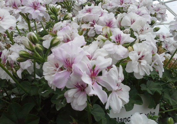 Pelargonium peltatum Blanche Roche (12cm)