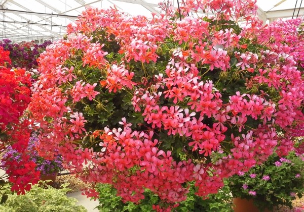 Pelargonium peltatum Decora Rosa