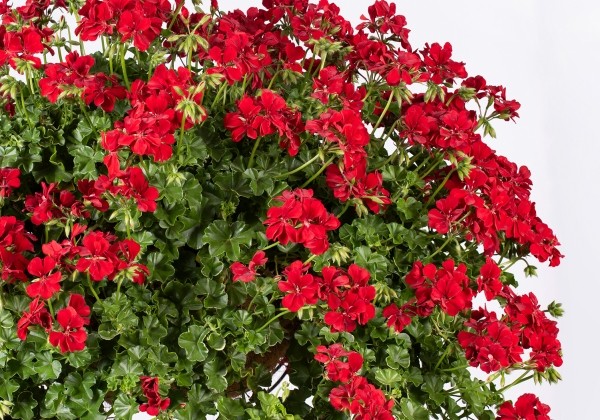 Pelargonium peltatum Becky (12cm)