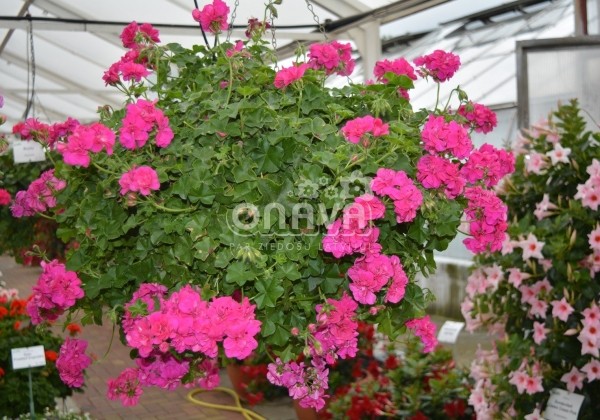 Pelargonium peltatum Amy