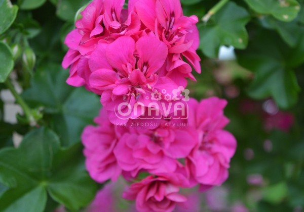 Pelargonium peltatum Amy