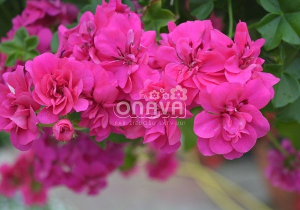 Pelargonium peltatum Amy