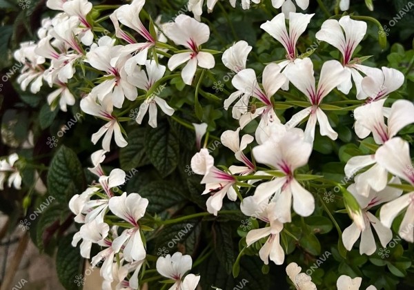 Pelargonium peltatum Ville de Dresden Impr. (12cm)