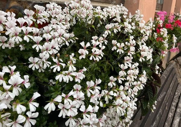 Pelargonium peltatum Ville de Dresden Impr. (12cm)