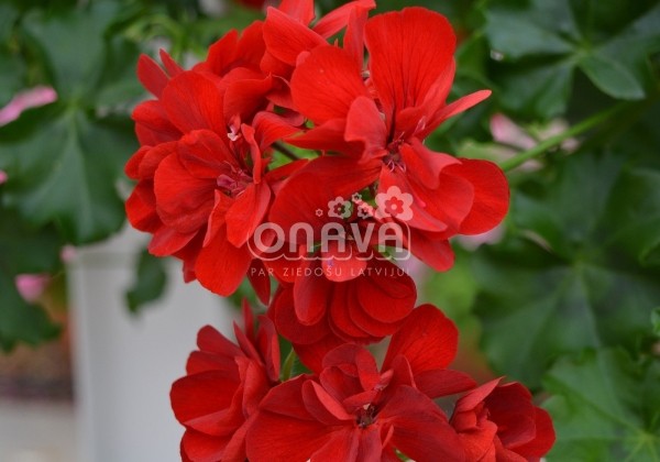 Pelargonium peltatum Ruby