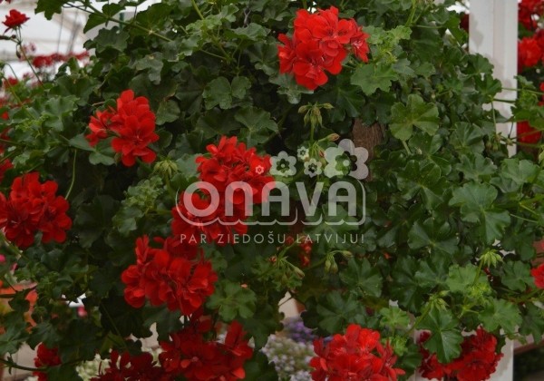 Pelargonium peltatum Ruby