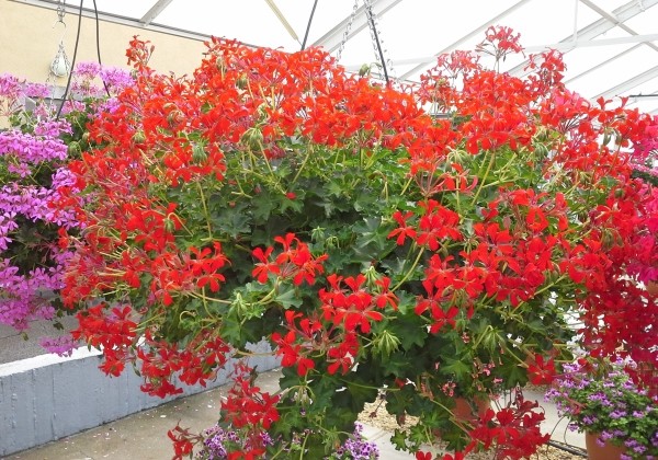 Pelargonium peltatum Decora Rot (12cm)