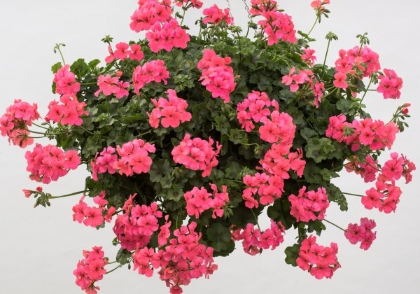 Pelargonium peltatum Happy Face Pink (XXL)