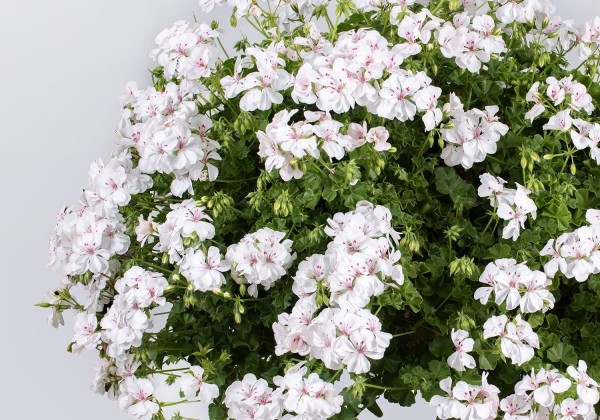 Pelargonium peltatum Sandy (12cm)