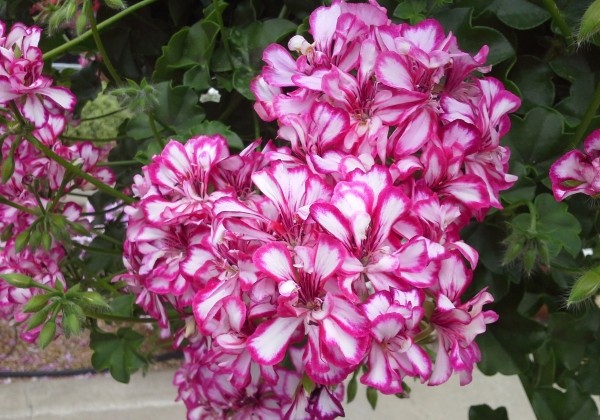 Pelargonium peltatum Mexikanerin (12cm)