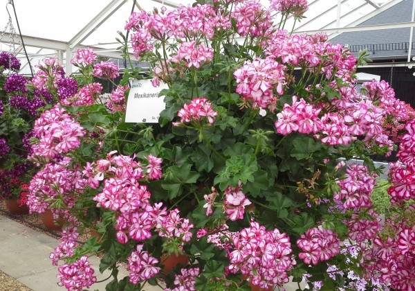 Pelargonium peltatum Mexikanerin (12cm)