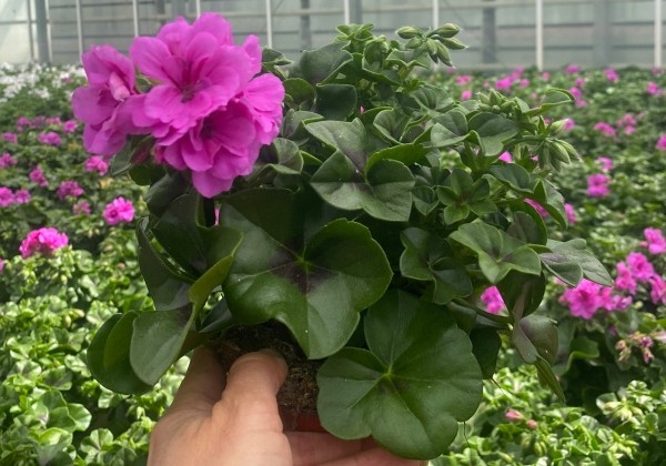 Pelargonium peltatum Amethyst (XXL)