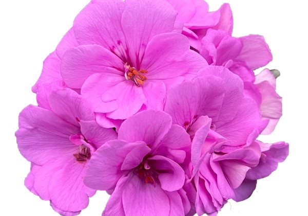 Pelargonium peltatum Amethyst (XXL)